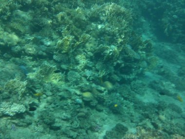 Dahab 'ın sualtı dünyası. Kızıl Deniz 'de balıklı mercan kayalıkları. Resif, canlı organizmalar tarafından oluşturulan biyojeolojik bir yapıdır. Su altı fotoğrafçılığı. Dahab, Güney Sina Valiliği, Mısır 