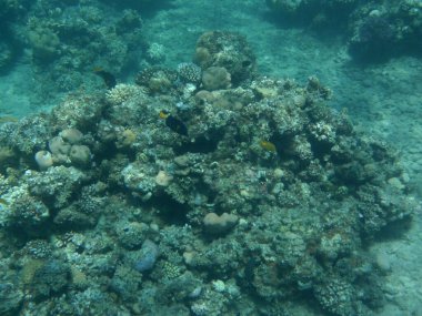 Dahab 'ın sualtı dünyası. Kızıl Deniz 'de balıklı mercan kayalıkları. Resif, canlı organizmalar tarafından oluşturulan biyojeolojik bir yapıdır. Su altı fotoğrafçılığı. Dahab, Güney Sina Valiliği, Mısır 