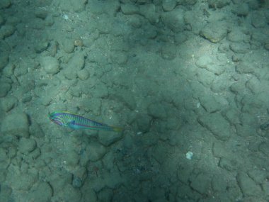 Dahab 'ın sualtı dünyası. Kızıl Deniz 'de balıklı mercan kayalıkları. Resif, canlı organizmalar tarafından oluşturulan biyojeolojik bir yapıdır. Su altı fotoğrafçılığı. Dahab, Güney Sina Valiliği, Mısır 