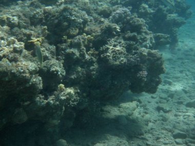 Dahab 'ın sualtı dünyası. Kızıl Deniz 'de balıklı mercan kayalıkları. Resif, canlı organizmalar tarafından oluşturulan biyojeolojik bir yapıdır. Su altı fotoğrafçılığı. Dahab, Güney Sina Valiliği, Mısır 