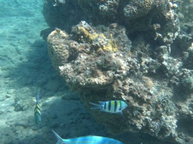 Dahab 'ın sualtı dünyası. Kızıl Deniz 'de balıklı mercan kayalıkları. Resif, canlı organizmalar tarafından oluşturulan biyojeolojik bir yapıdır. Su altı fotoğrafçılığı. Dahab, Güney Sina Valiliği, Mısır 