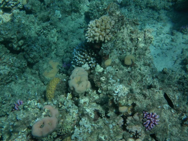 Mondo Sottomarino Dahab Barriera Corallina Con Pesci Nel Mar Rosso — Foto Stock