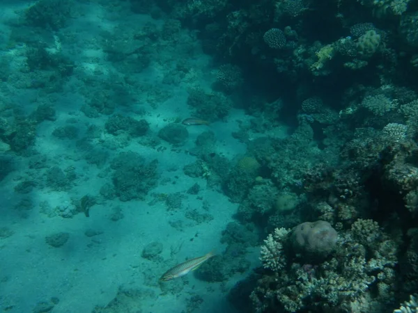 Підводний Світ Дахаба Кораловий Риф Рибою Червоному Морі Риф Біологічна — стокове фото