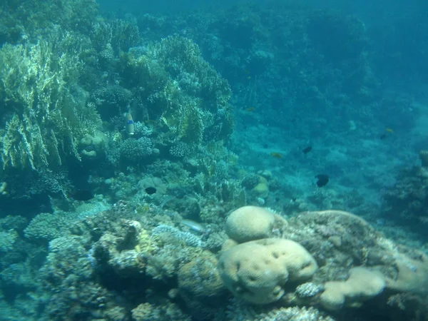 Mundo Submarino Dahab Arrecife Coral Con Peces Mar Rojo Arrecife — Foto de Stock