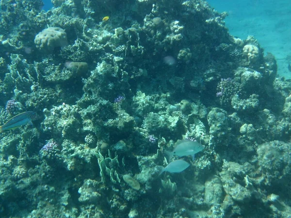 Mundo Submarino Dahab Arrecife Coral Con Peces Mar Rojo Arrecife —  Fotos de Stock