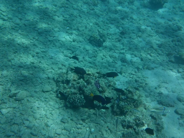 Die Unterwasserwelt Von Dahab Korallenriff Mit Fischen Roten Meer Ein — Stockfoto