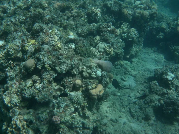 Mundo Submarino Dahab Arrecife Coral Con Peces Mar Rojo Arrecife —  Fotos de Stock