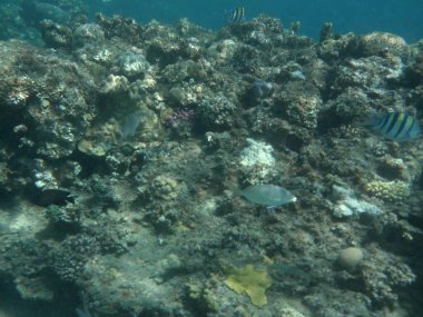 Dahab 'ın sualtı dünyası. Kızıl Deniz 'de balıklı mercan kayalıkları. Resif, canlı organizmalar tarafından oluşturulan biyojeolojik bir yapıdır. Su altı fotoğrafçılığı. Dahab, Güney Sina Valiliği, Mısır 