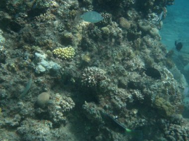 Dahab 'ın sualtı dünyası. Kızıl Deniz 'de balıklı mercan kayalıkları. Resif, canlı organizmalar tarafından oluşturulan biyojeolojik bir yapıdır. Su altı fotoğrafçılığı. Dahab, Güney Sina Valiliği, Mısır 