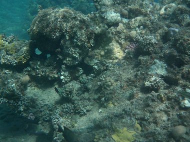 Dahab 'ın sualtı dünyası. Kızıl Deniz 'de balıklı mercan kayalıkları. Resif, canlı organizmalar tarafından oluşturulan biyojeolojik bir yapıdır. Su altı fotoğrafçılığı. Dahab, Güney Sina Valiliği, Mısır 