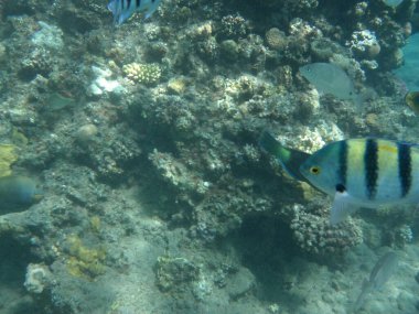 Dahab 'ın sualtı dünyası. Kızıl Deniz 'de balıklı mercan kayalıkları. Resif, canlı organizmalar tarafından oluşturulan biyojeolojik bir yapıdır. Su altı fotoğrafçılığı. Dahab, Güney Sina Valiliği, Mısır 