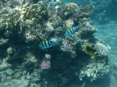 Dahab 'ın sualtı dünyası. Kızıl Deniz 'de balıklı mercan kayalıkları. Resif, canlı organizmalar tarafından oluşturulan biyojeolojik bir yapıdır. Su altı fotoğrafçılığı. Dahab, Güney Sina Valiliği, Mısır 