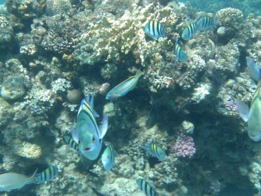 Dahab 'ın sualtı dünyası. Kızıl Deniz 'de balıklı mercan kayalıkları. Resif, canlı organizmalar tarafından oluşturulan biyojeolojik bir yapıdır. Su altı fotoğrafçılığı. Dahab, Güney Sina Valiliği, Mısır 