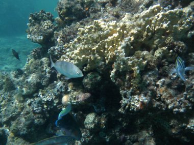 Dahab 'ın sualtı dünyası. Kızıl Deniz 'de balıklı mercan kayalıkları. Resif, canlı organizmalar tarafından oluşturulan biyojeolojik bir yapıdır. Su altı fotoğrafçılığı. Dahab, Güney Sina Valiliği, Mısır 