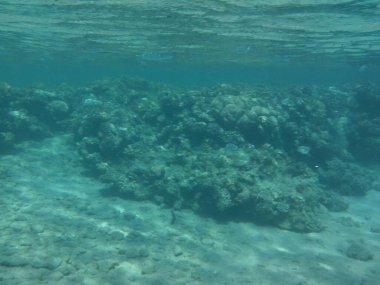 Dahab 'ın sualtı dünyası. Kızıl Deniz 'de balıklı mercan kayalıkları. Resif, canlı organizmalar tarafından oluşturulan biyojeolojik bir yapıdır. Su altı fotoğrafçılığı. Dahab, Güney Sina Valiliği, Mısır 