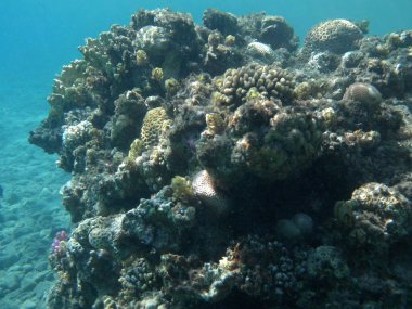 Dahab 'ın sualtı dünyası. Kızıl Deniz 'de balıklı mercan kayalıkları. Resif, canlı organizmalar tarafından oluşturulan biyojeolojik bir yapıdır. Su altı fotoğrafçılığı. Dahab, Güney Sina Valiliği, Mısır 