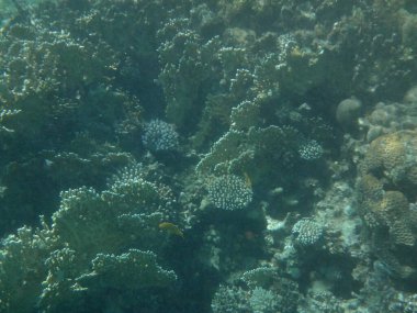 Dahab 'ın sualtı dünyası. Kızıl Deniz 'de balıklı mercan kayalıkları. Resif, canlı organizmalar tarafından oluşturulan biyojeolojik bir yapıdır. Su altı fotoğrafçılığı. Dahab, Güney Sina Valiliği, Mısır 