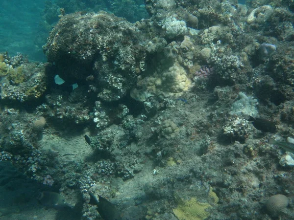 达哈布的水下世界红海里有鱼的珊瑚礁 珊瑚礁是由生物形成的生物地质结构 水下摄影 Dahab South Sinai Province Egypt — 图库照片