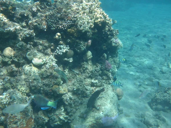 Підводний Світ Дахаба Кораловий Риф Рибою Червоному Морі Риф Біологічна — стокове фото