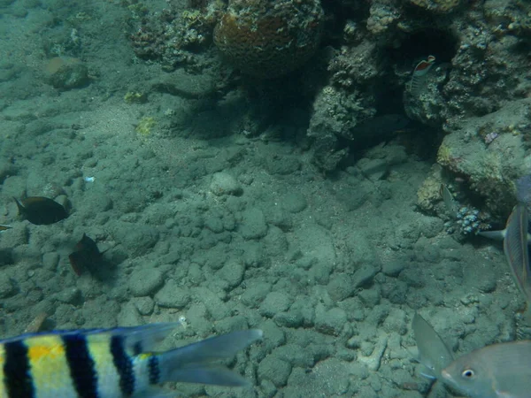 Mundo Submarino Dahab Arrecife Coral Con Peces Mar Rojo Arrecife —  Fotos de Stock