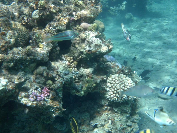 Dahab Sualtı Dünyası Kızıl Deniz Balıklı Mercan Kayalıkları Resif Canlı — Stok fotoğraf