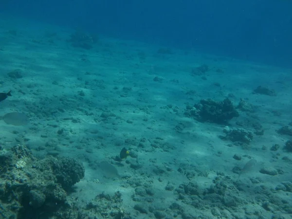Podmořský Svět Dahab Korálový Útes Rybami Rudém Moři Útes Biogeologická — Stock fotografie
