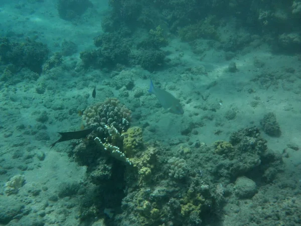다합의 홍해에 물고기가 산호초 산호초는 유기체에 구조이다 이집트의 시나이 — 스톡 사진