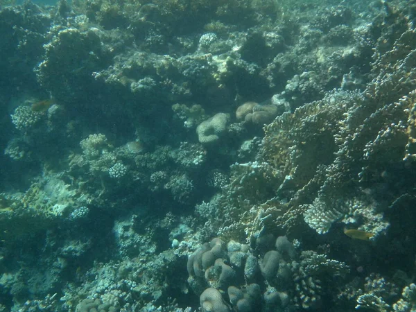 Подводный Мир Дахаба Коралловый Риф Рыбой Красном Море Риф Биогеологическая — стоковое фото