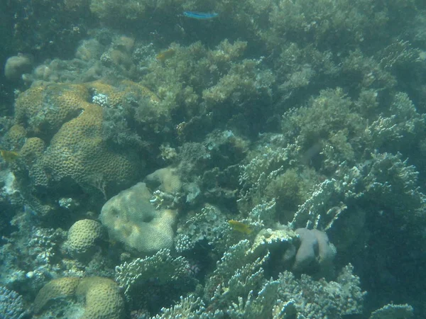 Mundo Subaquático Dahab Recife Coral Com Peixes Mar Vermelho Recife — Fotografia de Stock