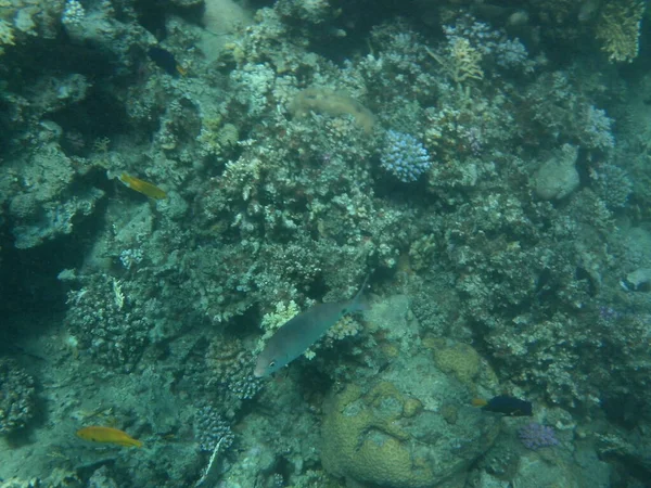 ダハブの水中世界 紅海の魚とサンゴのサンゴ礁 サンゴ礁は生物によって形成される生物学的構造である 水中写真 エジプト南シナイ県ダハブ — ストック写真