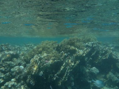 Dahab 'ın sualtı dünyası. Kızıl Deniz 'de balıklı mercan kayalıkları. Resif, canlı organizmalar tarafından oluşturulan biyojeolojik bir yapıdır. Su altı fotoğrafçılığı. Dahab, Güney Sina Valiliği, Mısır 