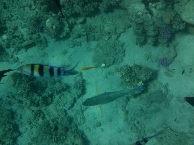 Dahab 'ın sualtı dünyası. Kızıl Deniz 'de balıklı mercan kayalıkları. Resif, canlı organizmalar tarafından oluşturulan biyojeolojik bir yapıdır. Su altı fotoğrafçılığı. Dahab, Güney Sina Valiliği, Mısır 