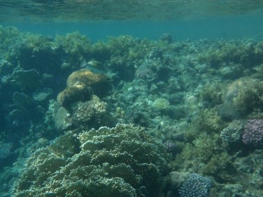 Dahab 'ın sualtı dünyası. Kızıl Deniz 'de balıklı mercan kayalıkları. Resif, canlı organizmalar tarafından oluşturulan biyojeolojik bir yapıdır. Su altı fotoğrafçılığı. Dahab, Güney Sina Valiliği, Mısır 