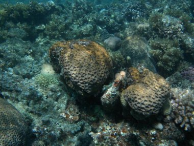 Dahab 'ın sualtı dünyası. Kızıl Deniz 'de balıklı mercan kayalıkları. Resif, canlı organizmalar tarafından oluşturulan biyojeolojik bir yapıdır. Su altı fotoğrafçılığı. Dahab, Güney Sina Valiliği, Mısır 