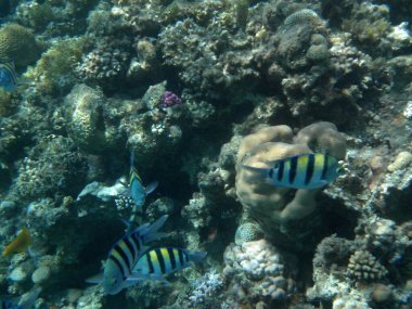 Dahab 'ın sualtı dünyası. Kızıl Deniz 'de balıklı mercan kayalıkları. Resif, canlı organizmalar tarafından oluşturulan biyojeolojik bir yapıdır. Su altı fotoğrafçılığı. Dahab, Güney Sina Valiliği, Mısır 