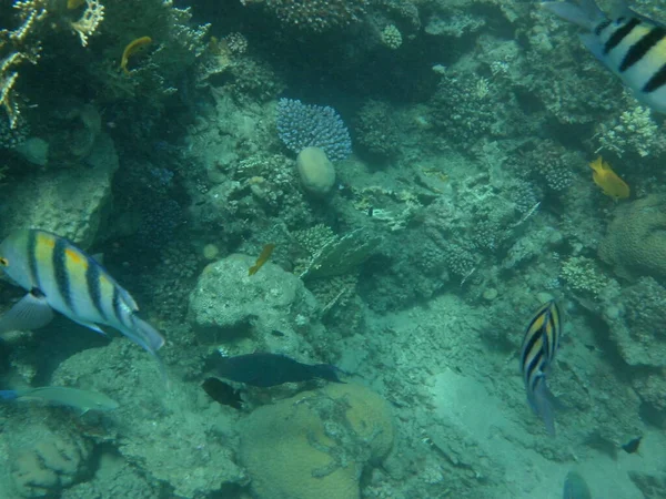 Die Unterwasserwelt Von Dahab Korallenriff Mit Fischen Roten Meer Ein — Stockfoto