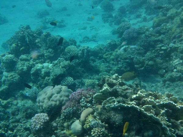 Підводний Світ Дахаба Кораловий Риф Рибою Червоному Морі Риф Біологічна — стокове фото