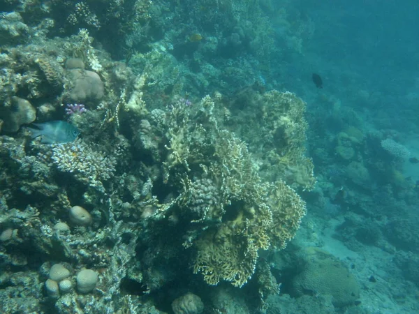 Mundo Subaquático Dahab Recife Coral Com Peixes Mar Vermelho Recife — Fotografia de Stock