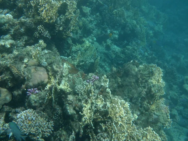 Mundo Submarino Dahab Arrecife Coral Con Peces Mar Rojo Arrecife —  Fotos de Stock