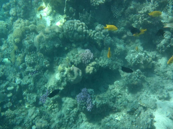 Mundo Subaquático Dahab Recife Coral Com Peixes Mar Vermelho Recife — Fotografia de Stock