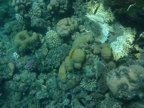 Mundo Submarino Dahab Arrecife Coral Con Peces Mar Rojo Arrecife — Foto de Stock