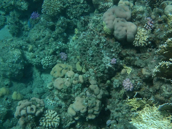 Die Unterwasserwelt Von Dahab Korallenriff Mit Fischen Roten Meer Ein — Stockfoto