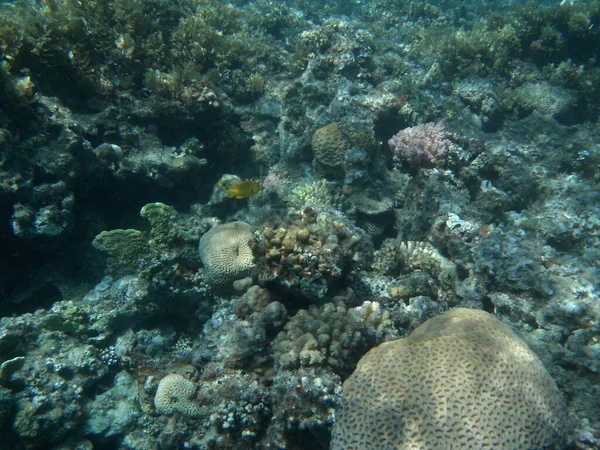 ダハブの水中世界 紅海の魚とサンゴのサンゴ礁 サンゴ礁は生物によって形成される生物学的構造である 水中写真 エジプト南シナイ県ダハブ — ストック写真