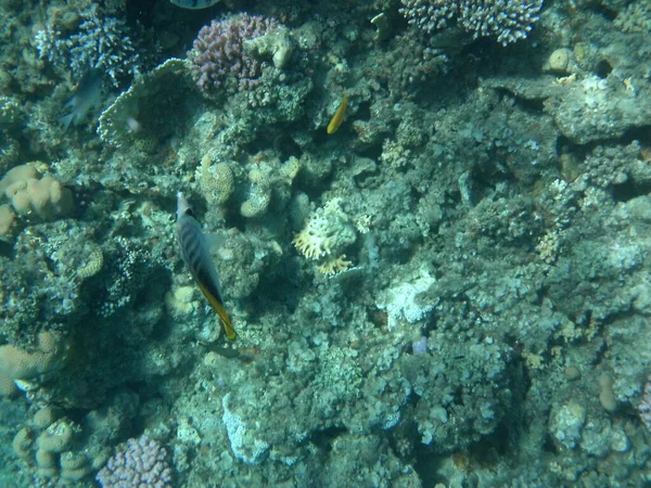 Mundo Submarino Dahab Arrecife Coral Con Peces Mar Rojo Arrecife —  Fotos de Stock