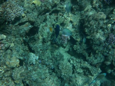 Dahab 'ın sualtı dünyası. Kızıl Deniz 'de balıklı mercan kayalıkları. Resif, canlı organizmalar tarafından oluşturulan biyojeolojik bir yapıdır. Su altı fotoğrafçılığı. Dahab, Güney Sina Valiliği, Mısır 