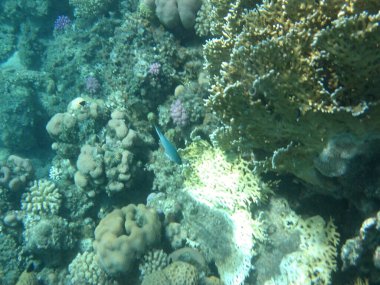 Dahab 'ın sualtı dünyası. Kızıl Deniz 'de balıklı mercan kayalıkları. Resif, canlı organizmalar tarafından oluşturulan biyojeolojik bir yapıdır. Su altı fotoğrafçılığı. Dahab, Güney Sina Valiliği, Mısır 
