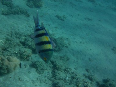 Dahab 'ın sualtı dünyası. Kızıl Deniz 'de balıklı mercan kayalıkları. Resif, canlı organizmalar tarafından oluşturulan biyojeolojik bir yapıdır. Su altı fotoğrafçılığı. Dahab, Güney Sina Valiliği, Mısır 