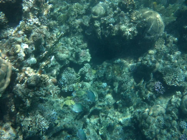 Mundo Subaquático Dahab Recife Coral Com Peixes Mar Vermelho Recife — Fotografia de Stock