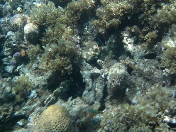 Mundo Subaquático Dahab Recife Coral Com Peixes Mar Vermelho Recife — Fotografia de Stock