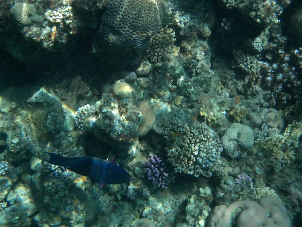 Die Unterwasserwelt Von Dahab Korallenriff Mit Fischen Roten Meer Ein — Stockfoto